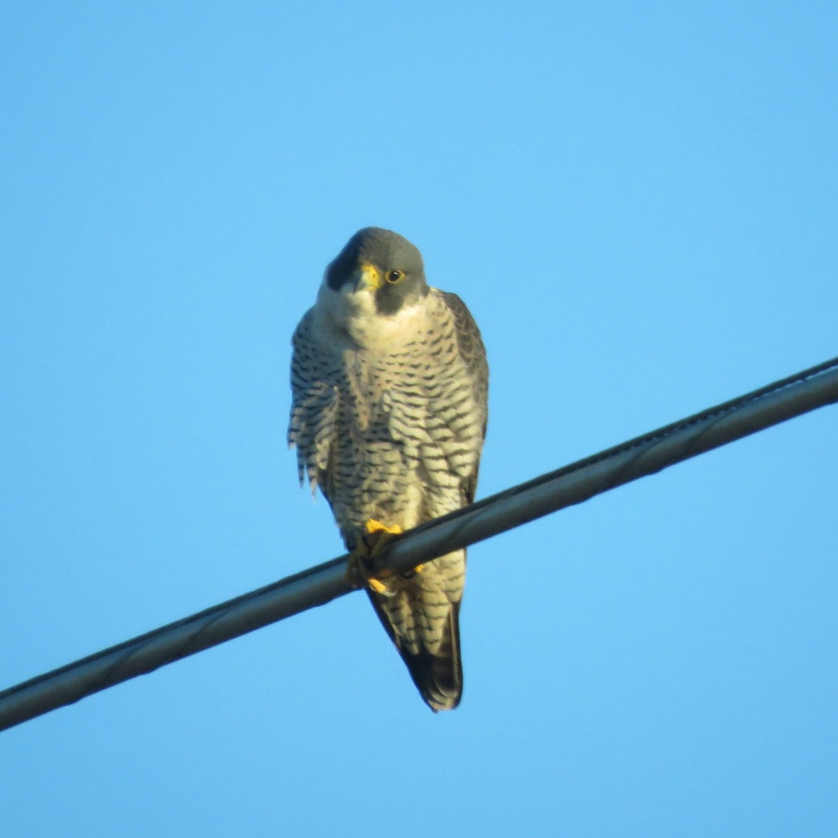 Peregrine Falcon - ML613550140