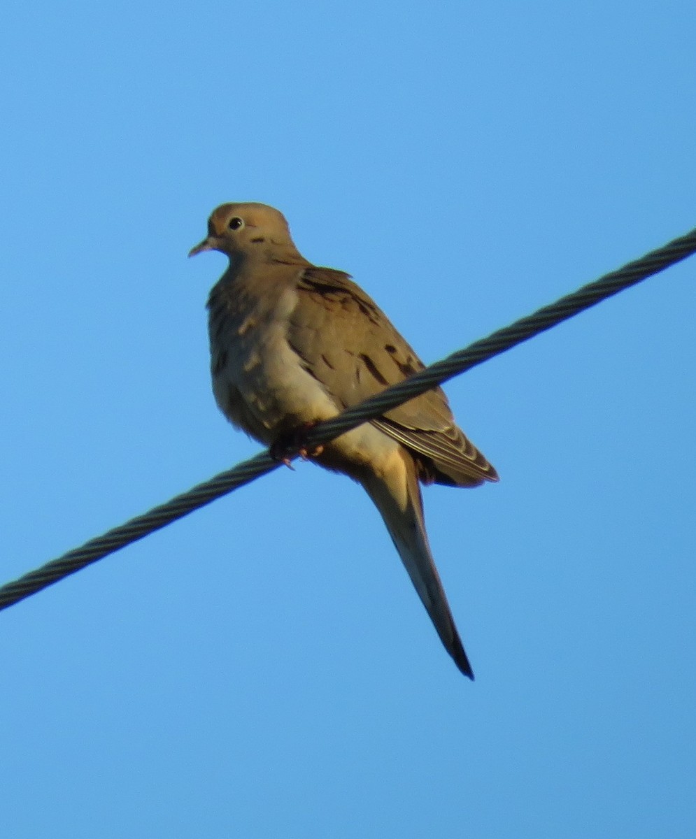 Mourning Dove - ML613550148