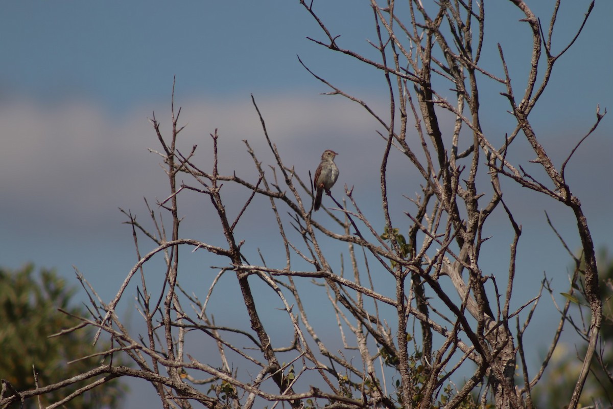 Piping Cisticola - ML613550149