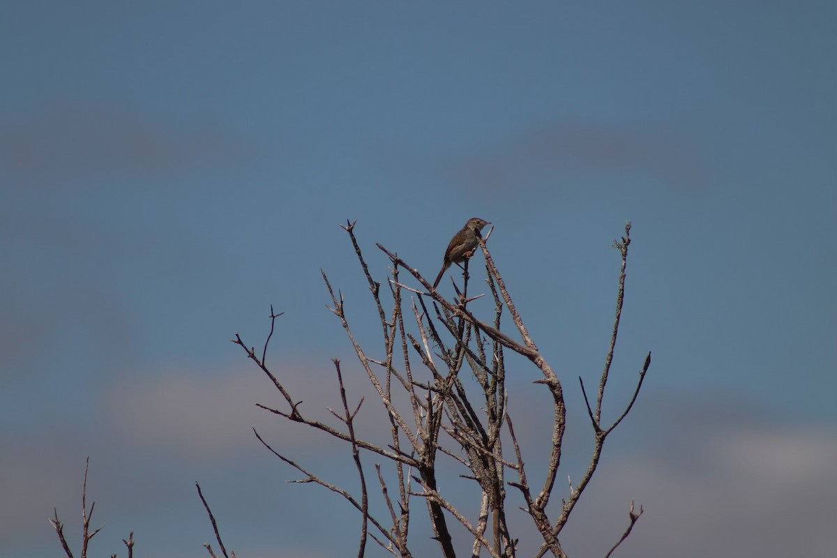 Cisticole à couronne rousse - ML613550152