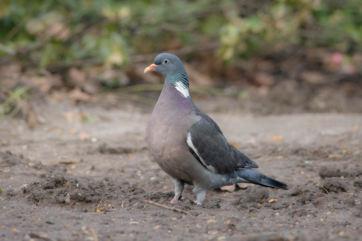 Common Wood-Pigeon - ML613550171