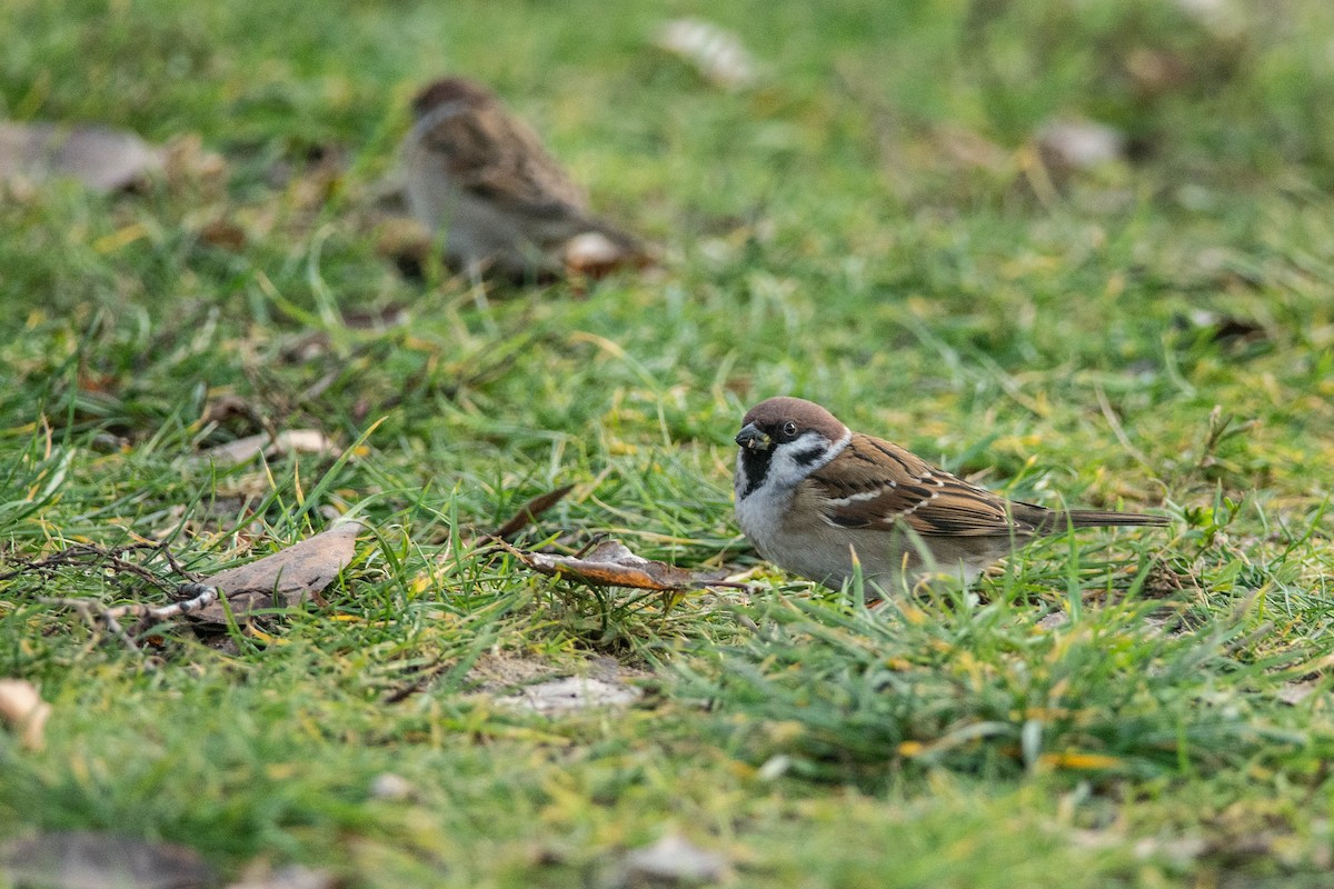 Eurasian Tree Sparrow - ML613550190