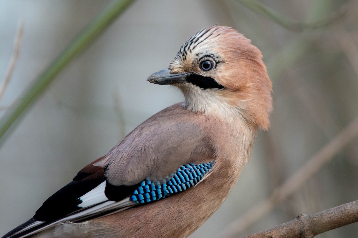 Eurasian Jay - ML613550210