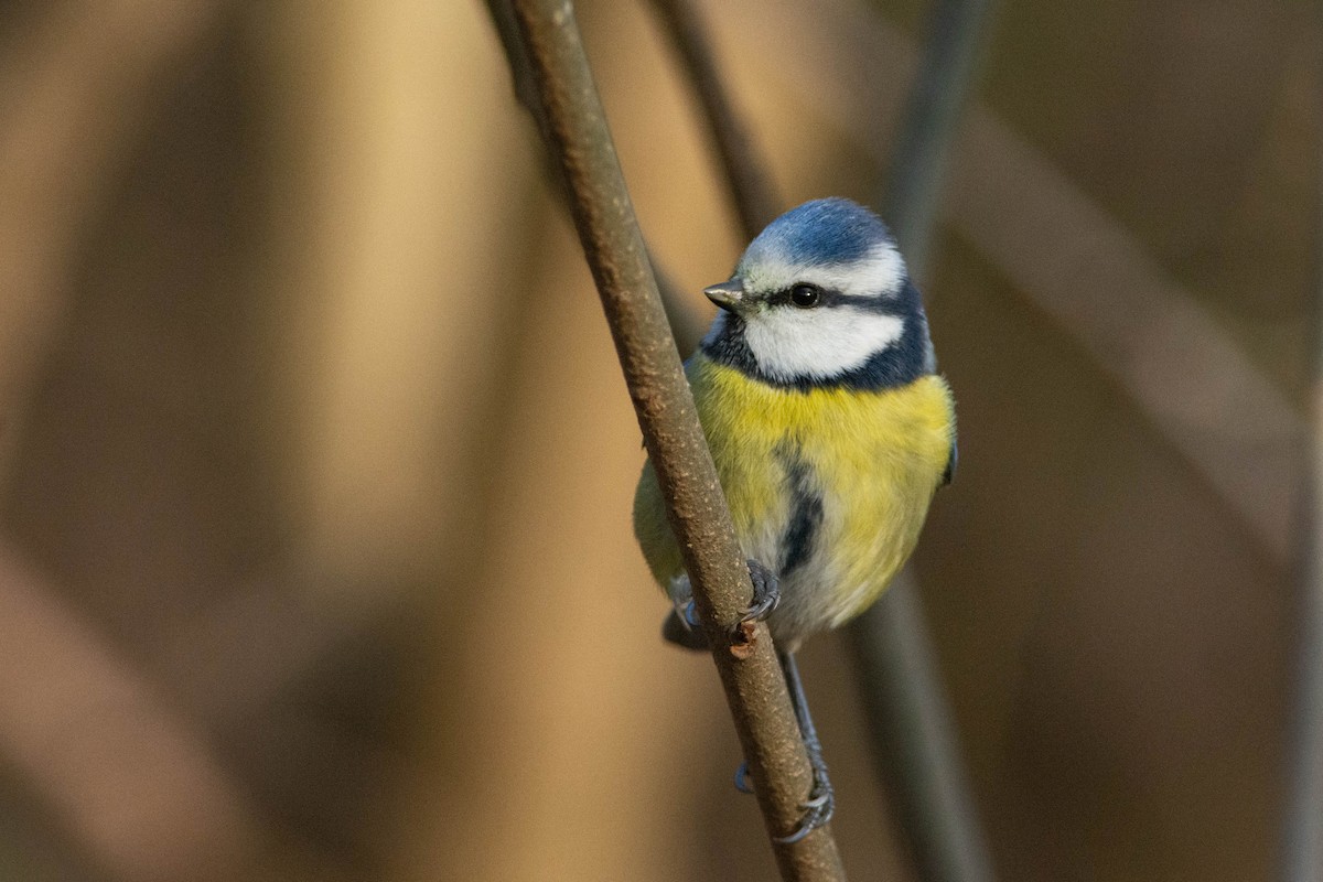 Eurasian Blue Tit - ML613550213