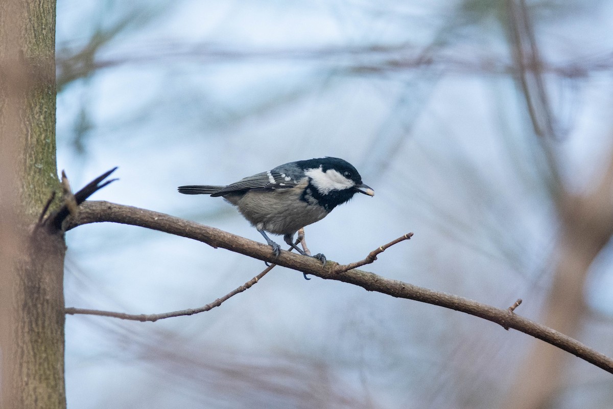 Coal Tit - ML613550217