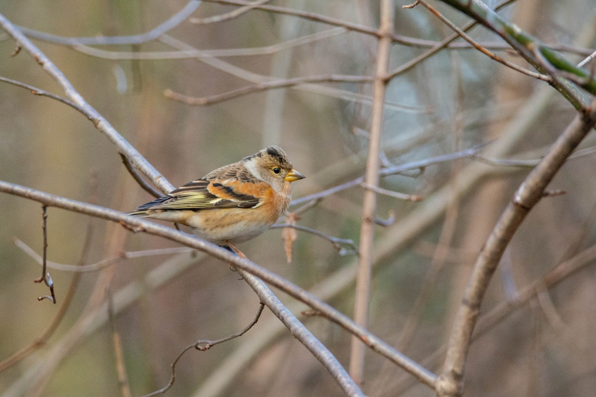 Brambling - ML613550226