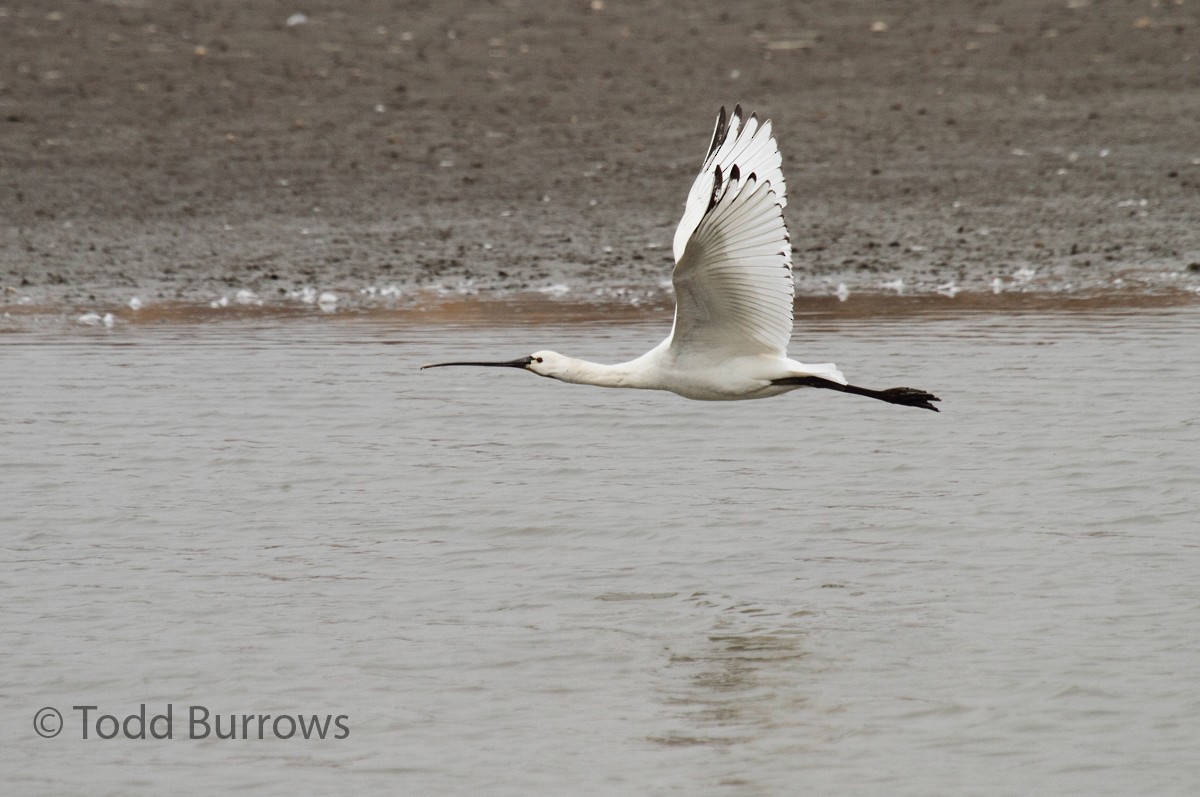 Eurasian Spoonbill - Todd Burrows