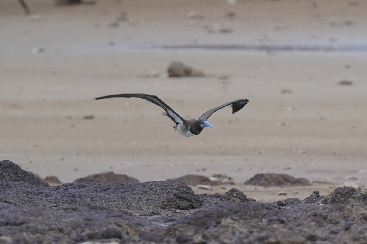 Brown Booby - ML613550312