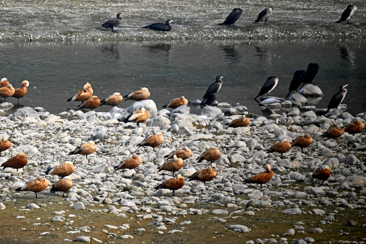 Ruddy Shelduck - ML613550313