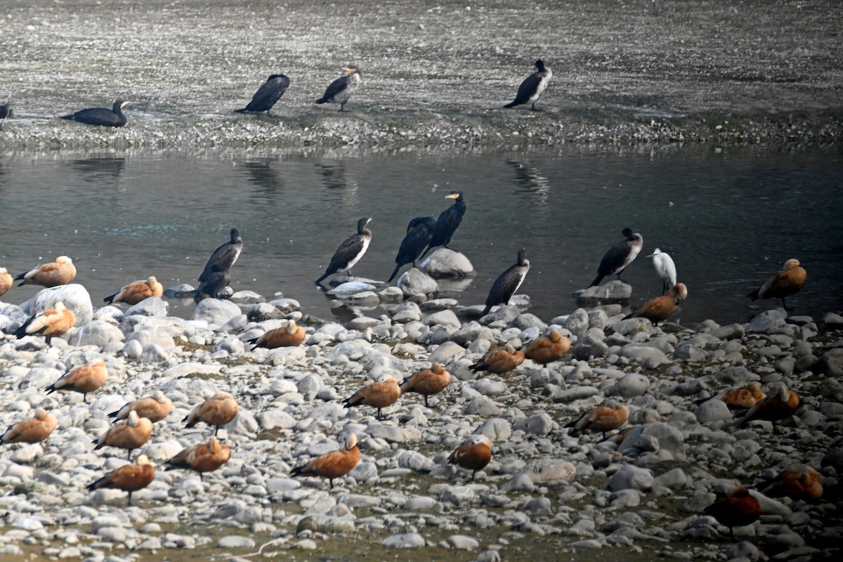 Ruddy Shelduck - ML613550314