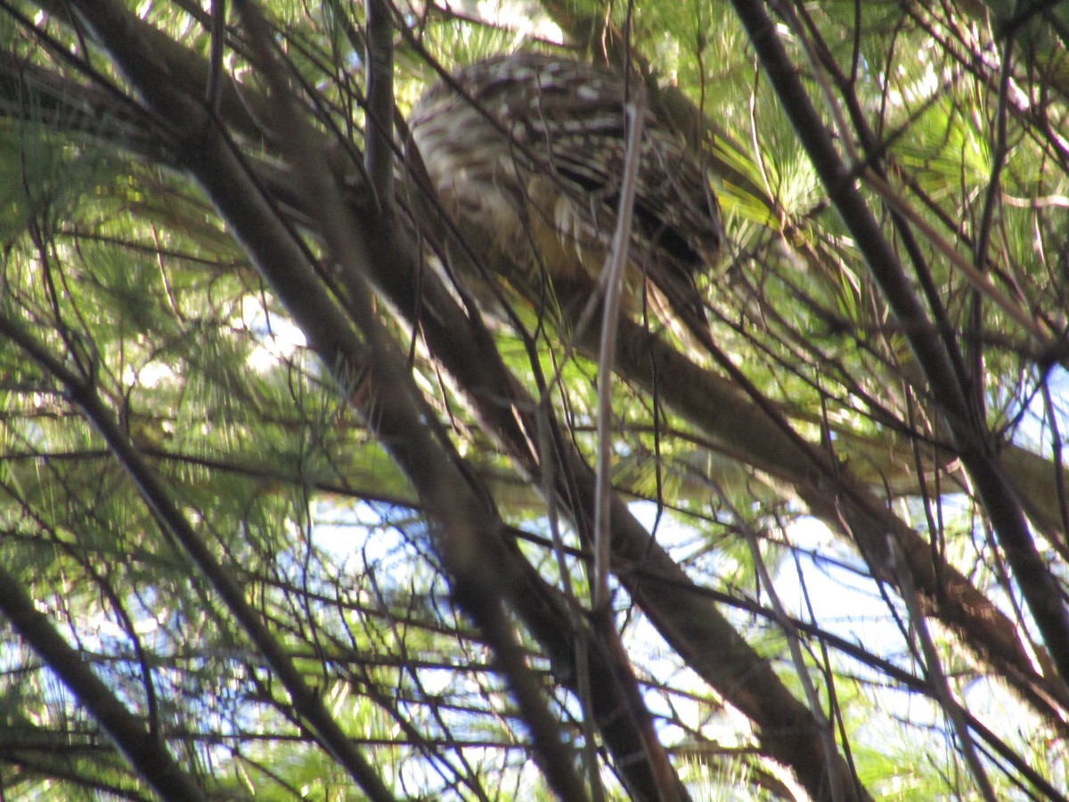 Barred Owl - Michael Lueger