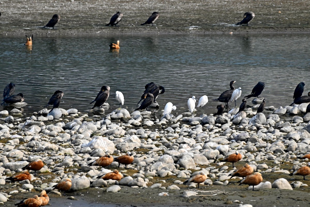 Great Cormorant - ML613550326