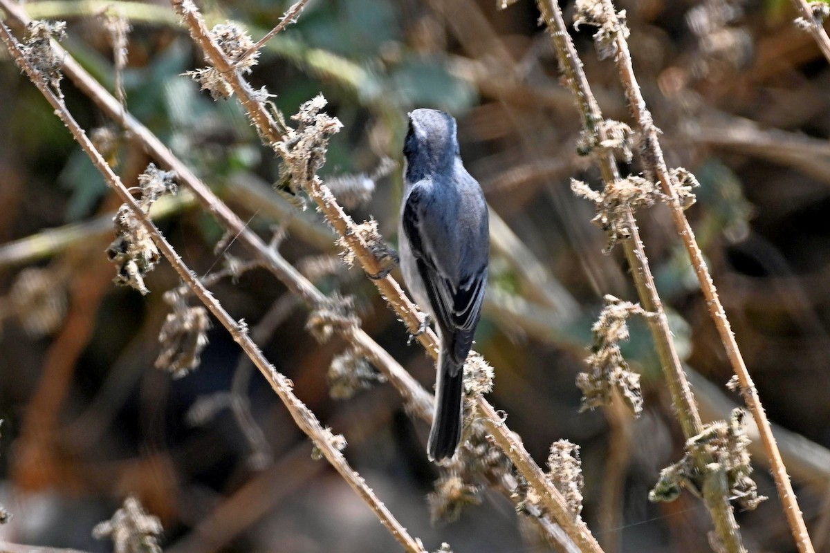 Gray Bushchat - ML613550336