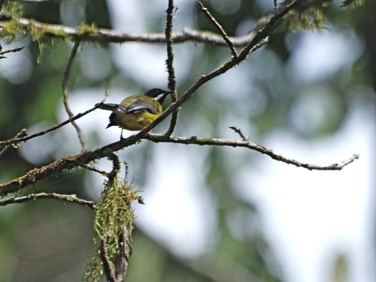 Black-throated Apalis - ML613550381