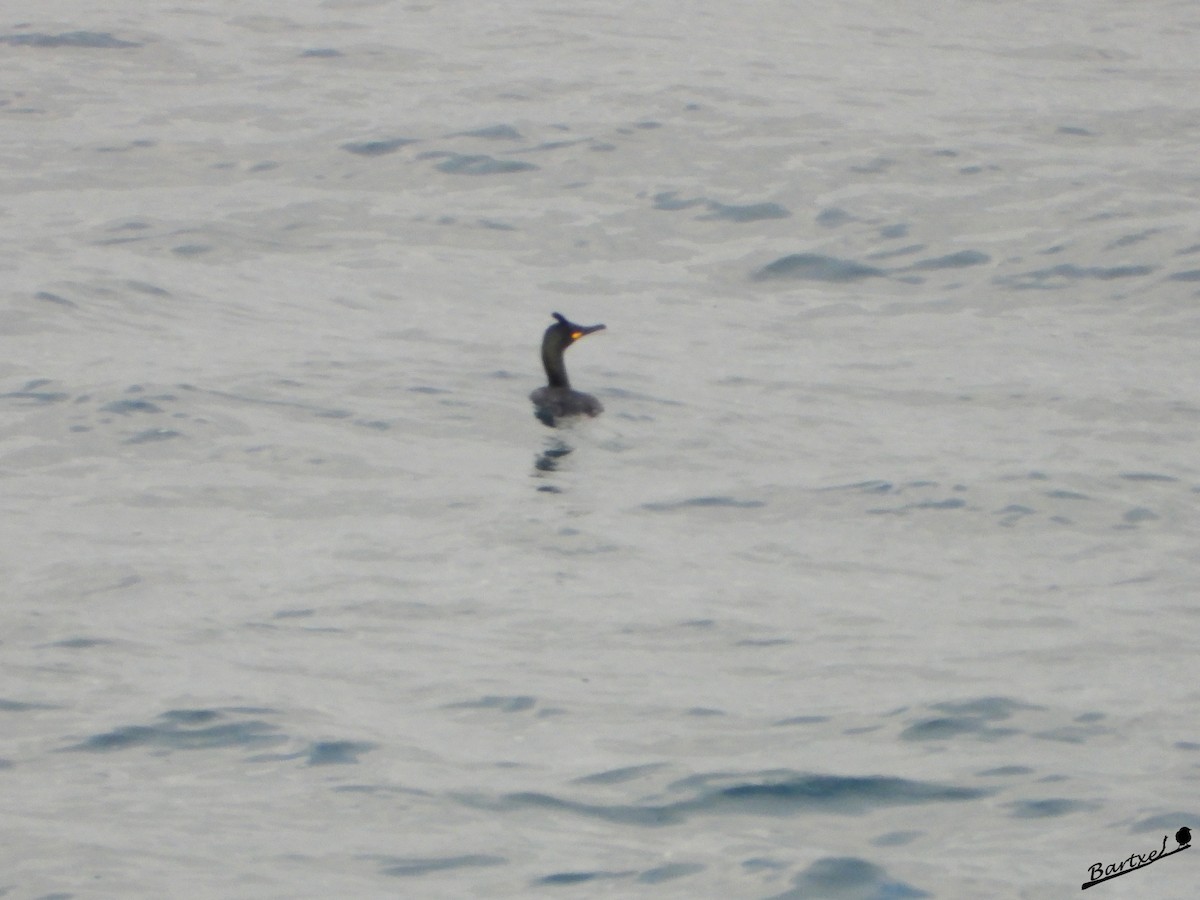 Cormorán Moñudo - ML613550407