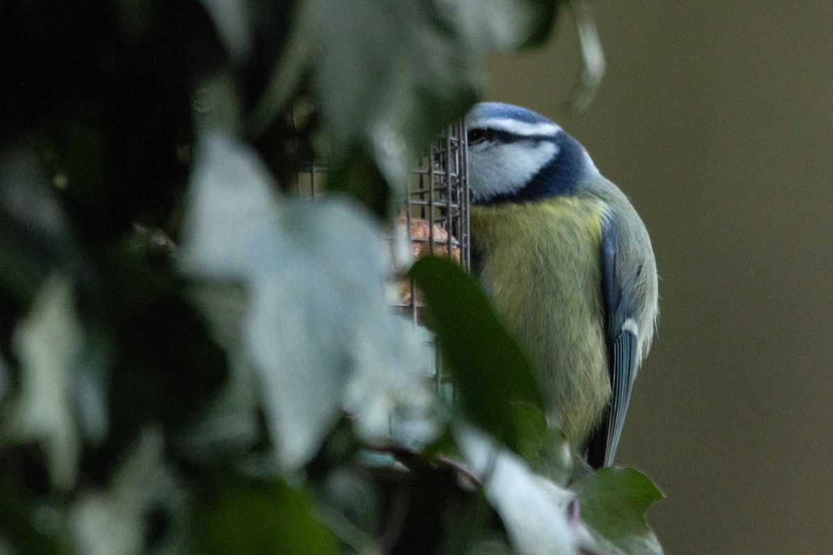 Mésange bleue - ML613550429