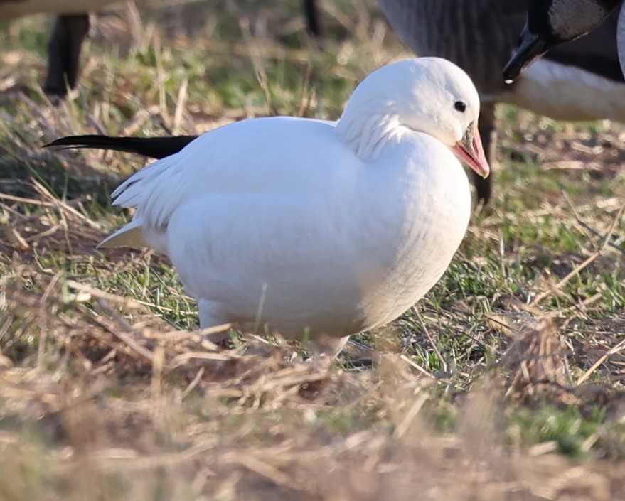 Ross's Goose - ML613550546