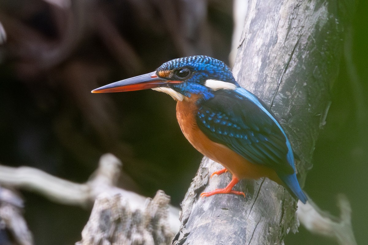 Blue-eared Kingfisher - ML613550558