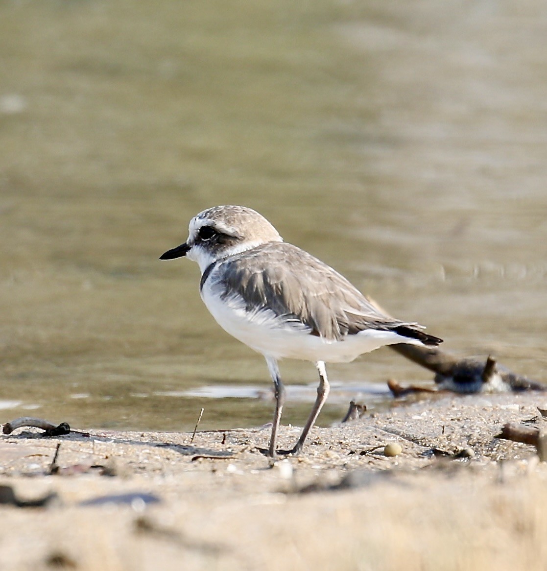 Kentish Plover - ML613550573