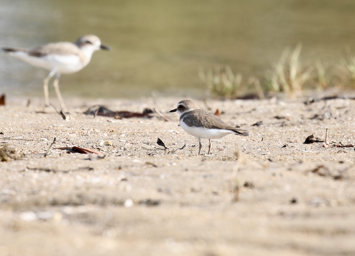 Kentish Plover - ML613550574