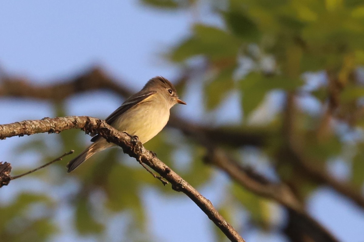 Least Flycatcher - ML613550588