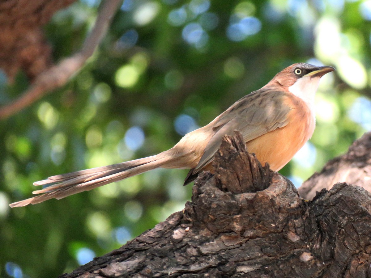 White-throated Babbler - ML613550596