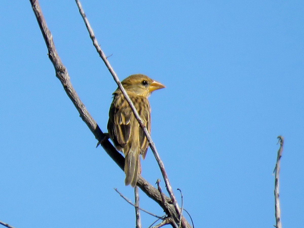 Baya Weaver - ML613550624