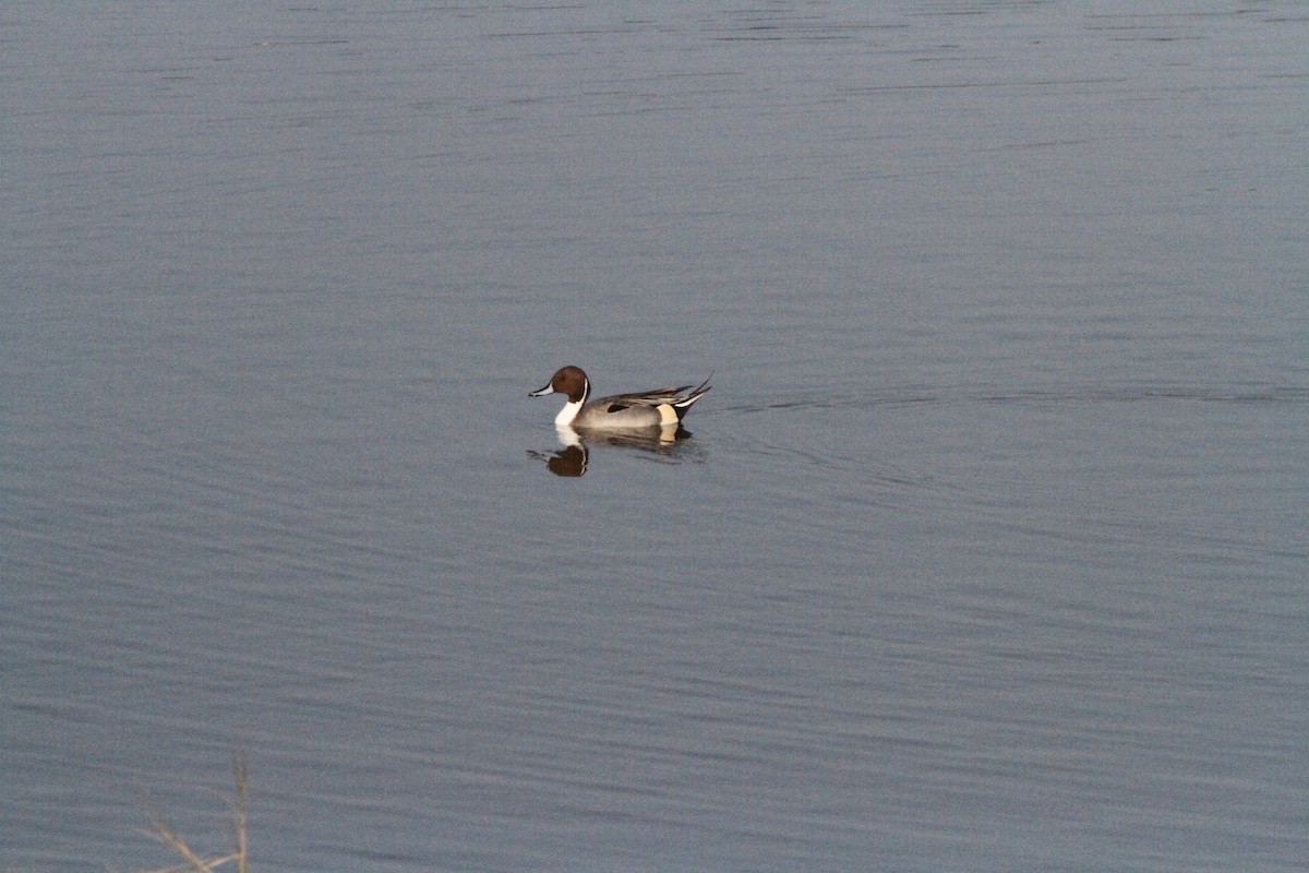 Northern Pintail - Leo Chang