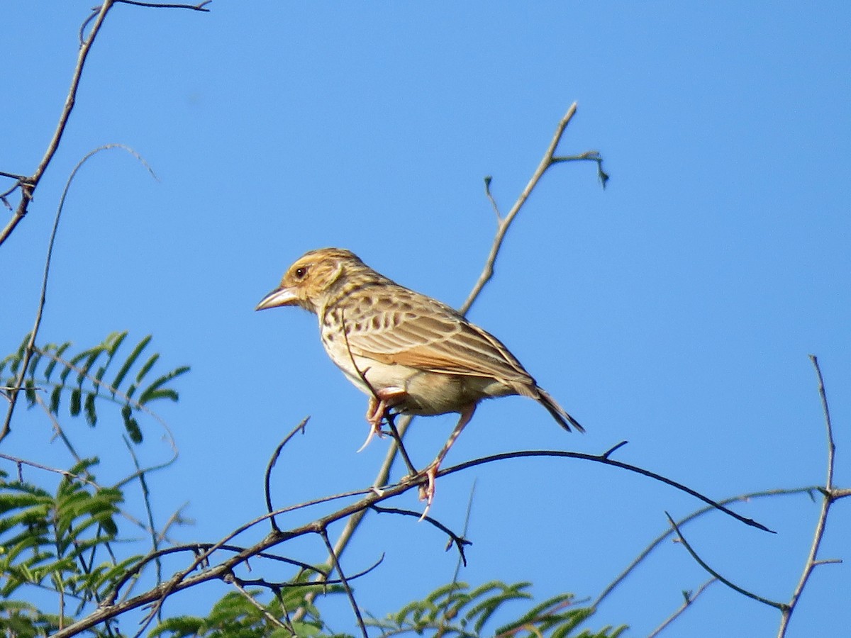 Burmese Bushlark - ML613550635