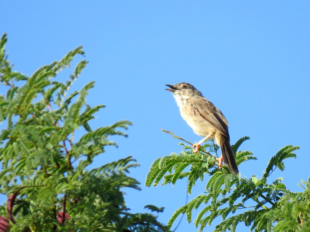 Burmese Prinia - ML613550642