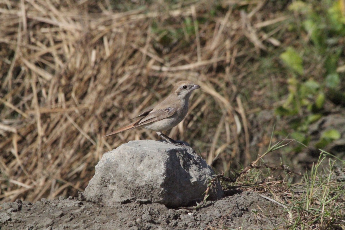 Isabelline Shrike - Leo Chang