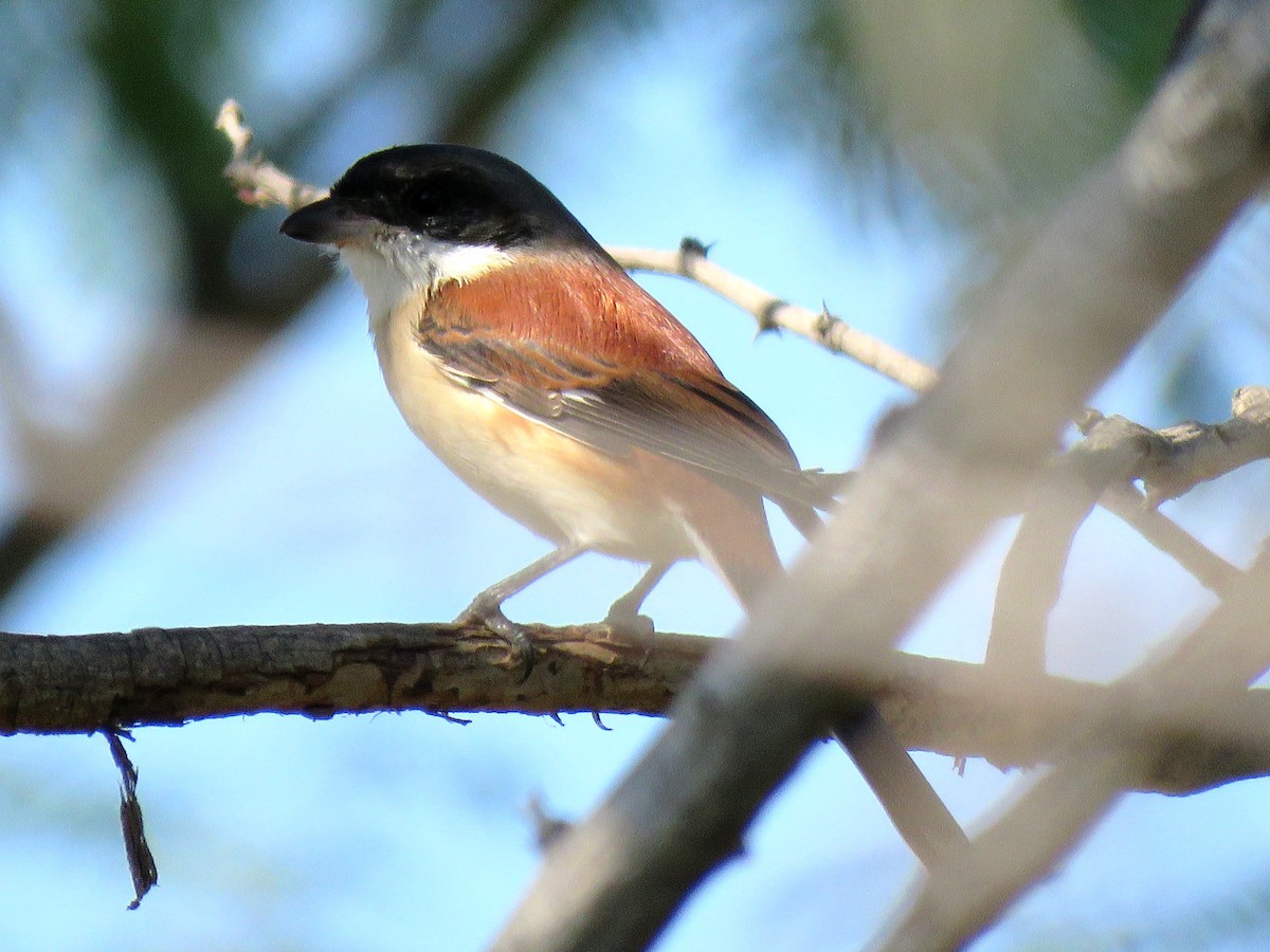 Burmese Shrike - ML613550654