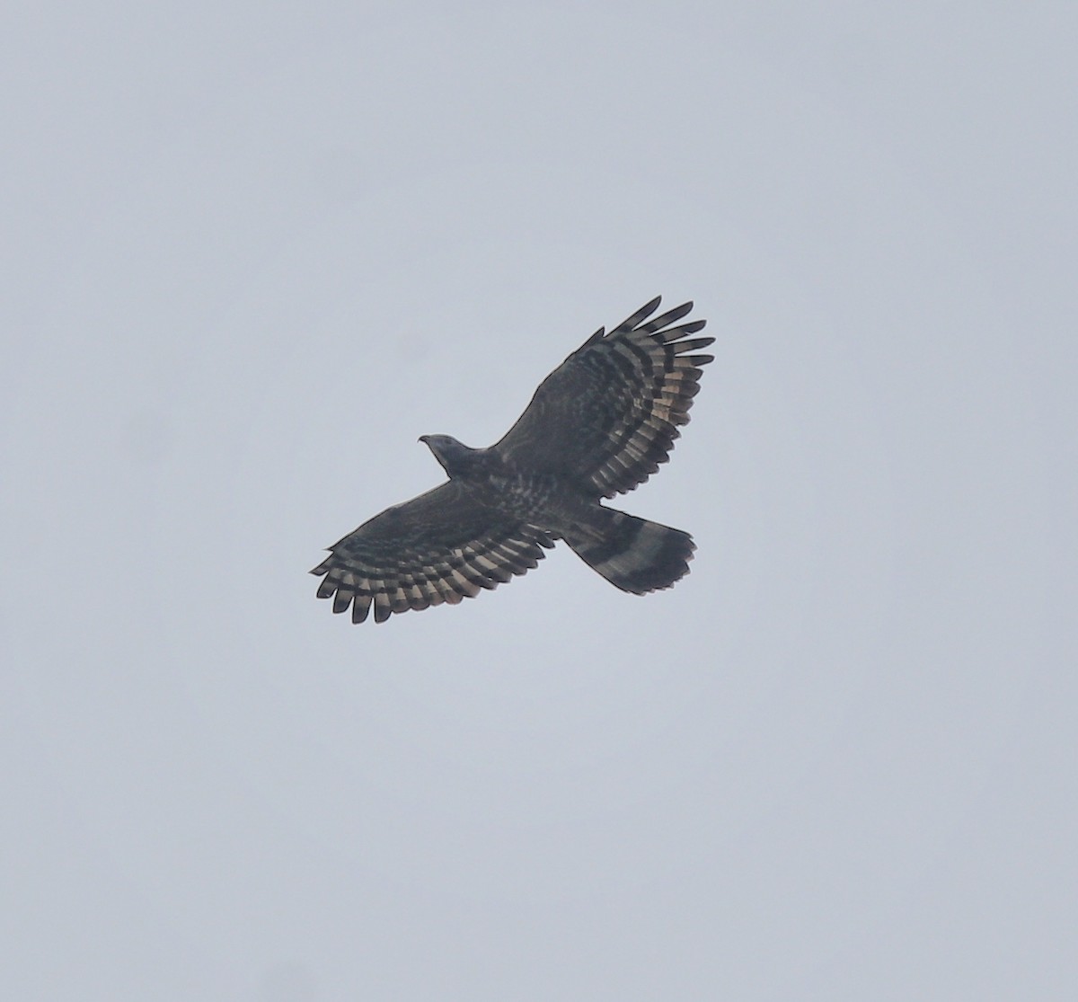 Oriental Honey-buzzard - ML613550664