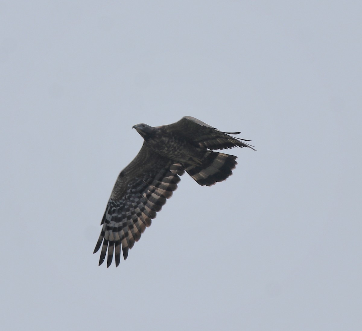 Oriental Honey-buzzard - ML613550665