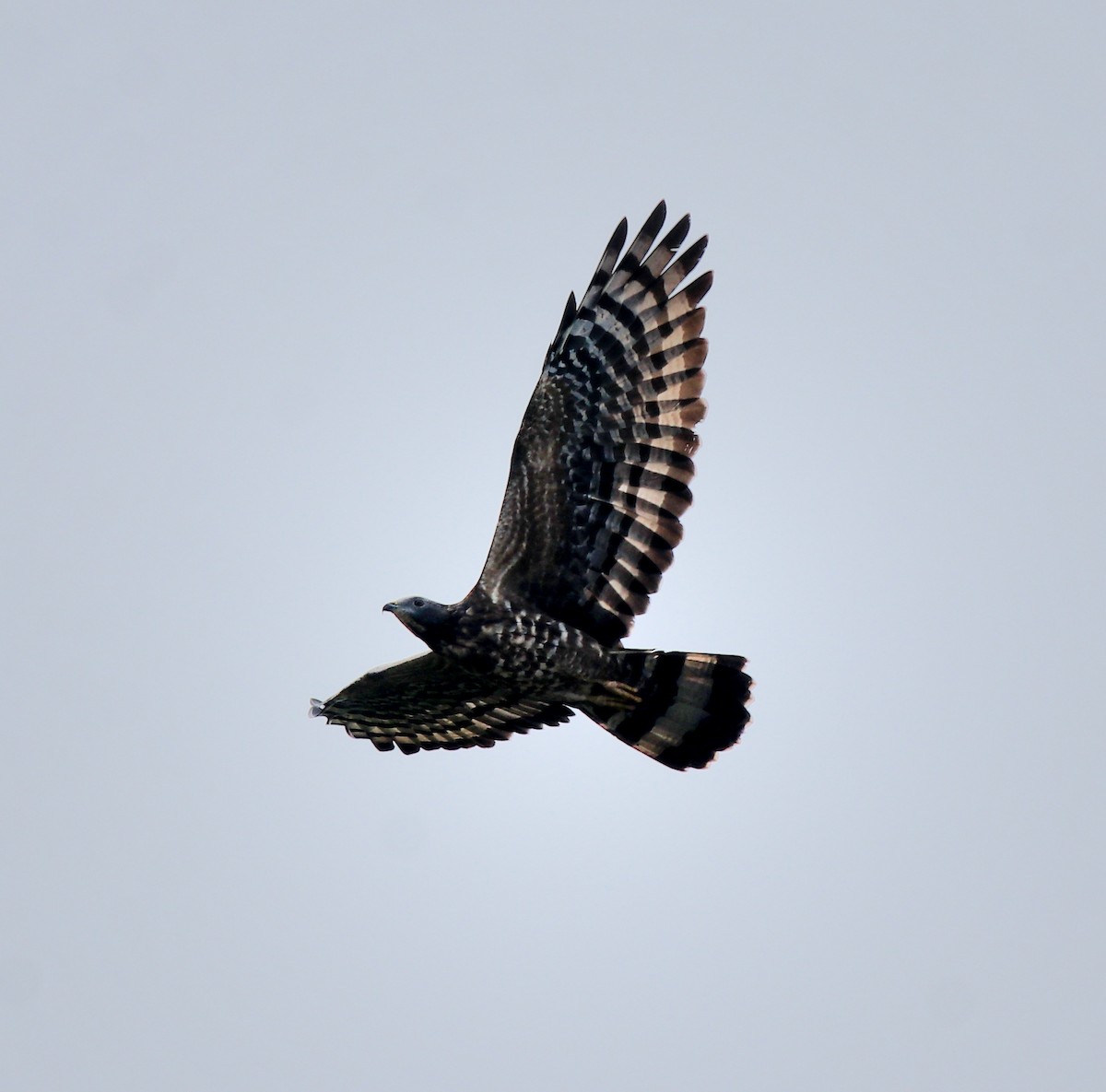 Oriental Honey-buzzard - ML613550666