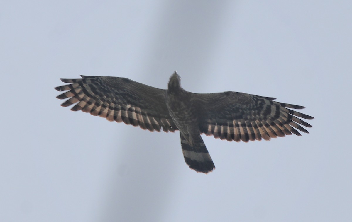 Oriental Honey-buzzard - ML613550668