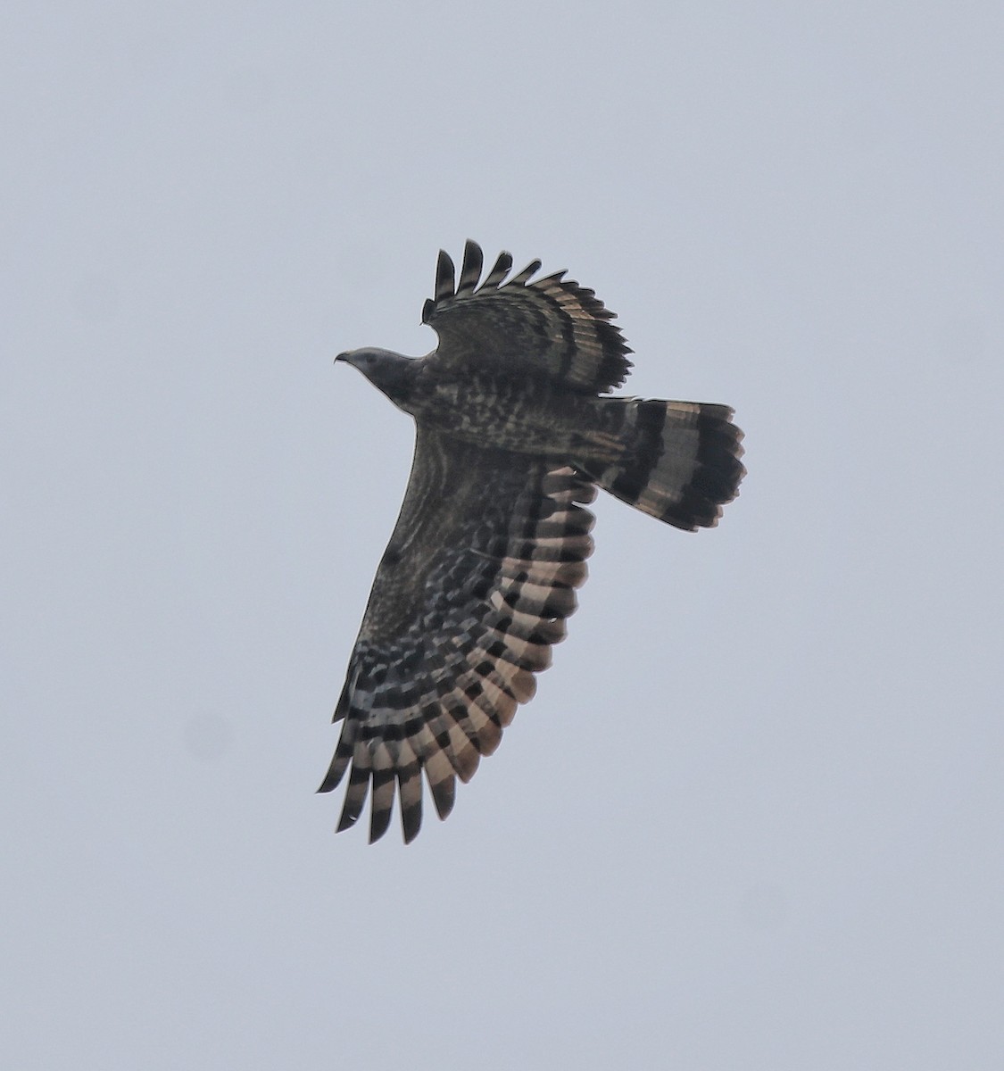 Oriental Honey-buzzard - ML613550669