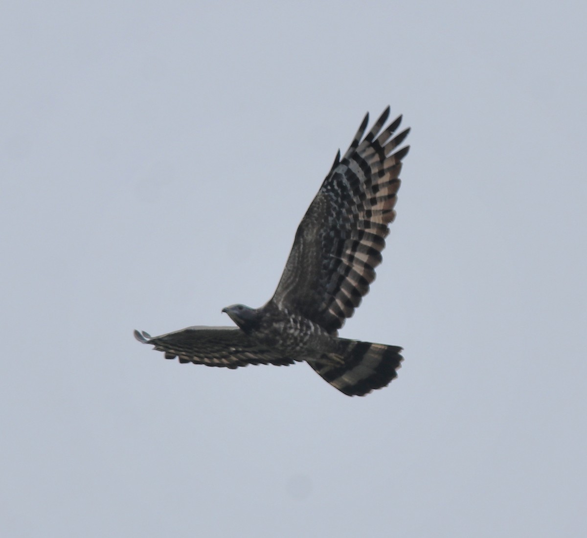 Oriental Honey-buzzard - ML613550670