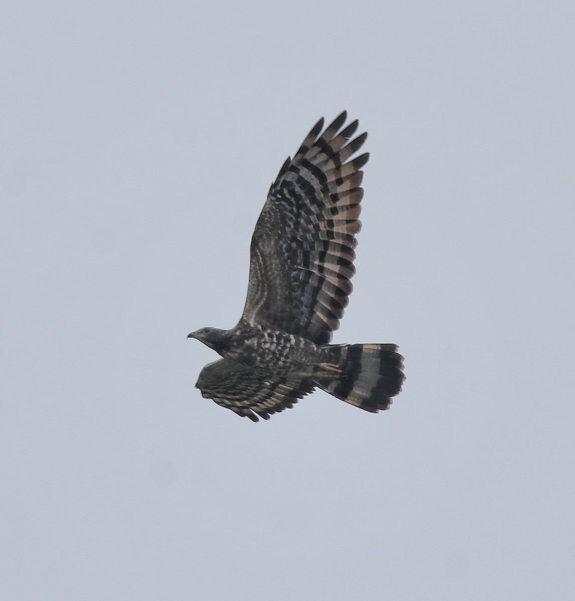 Oriental Honey-buzzard - ML613550671