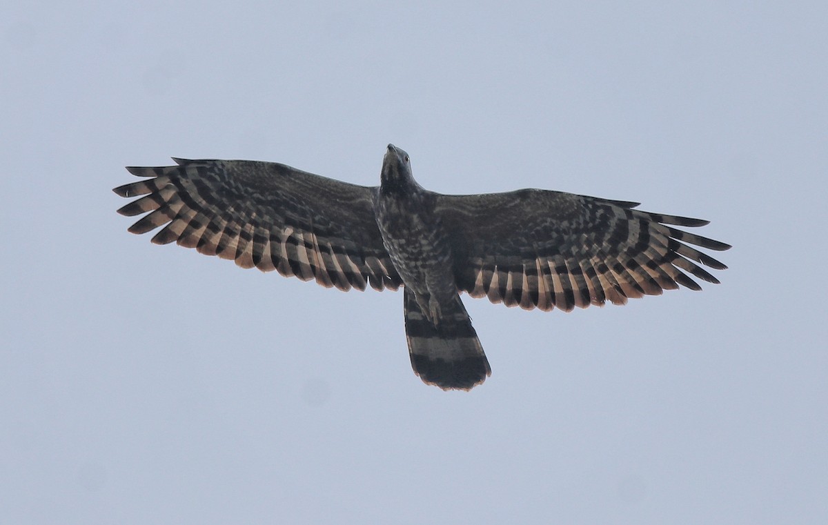 Oriental Honey-buzzard - ML613550672