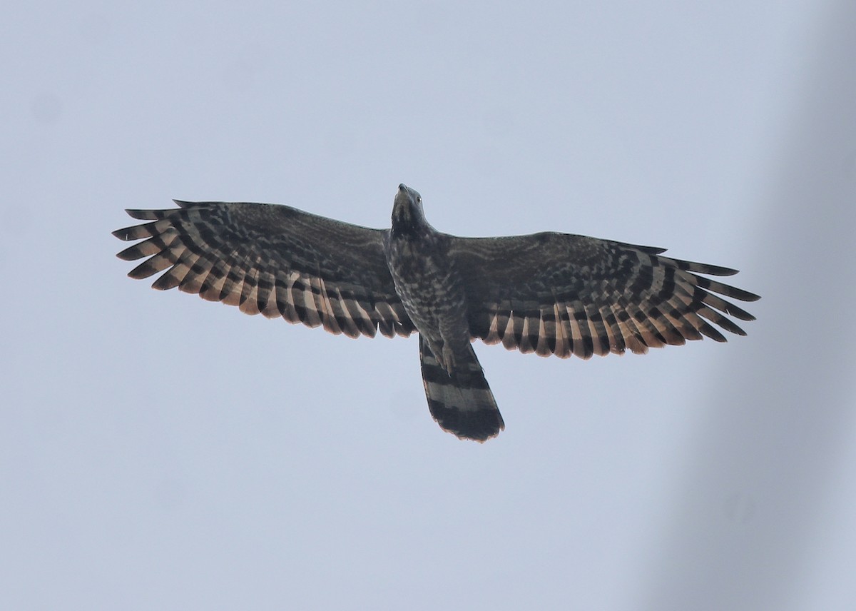 Oriental Honey-buzzard - ML613550673