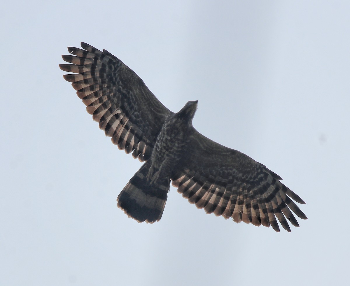 Oriental Honey-buzzard - ML613550674