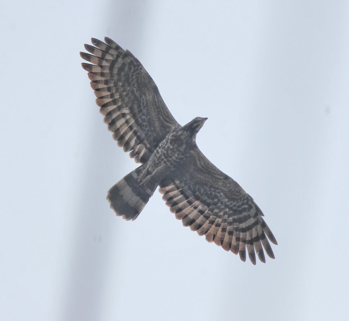 Oriental Honey-buzzard - ML613550675