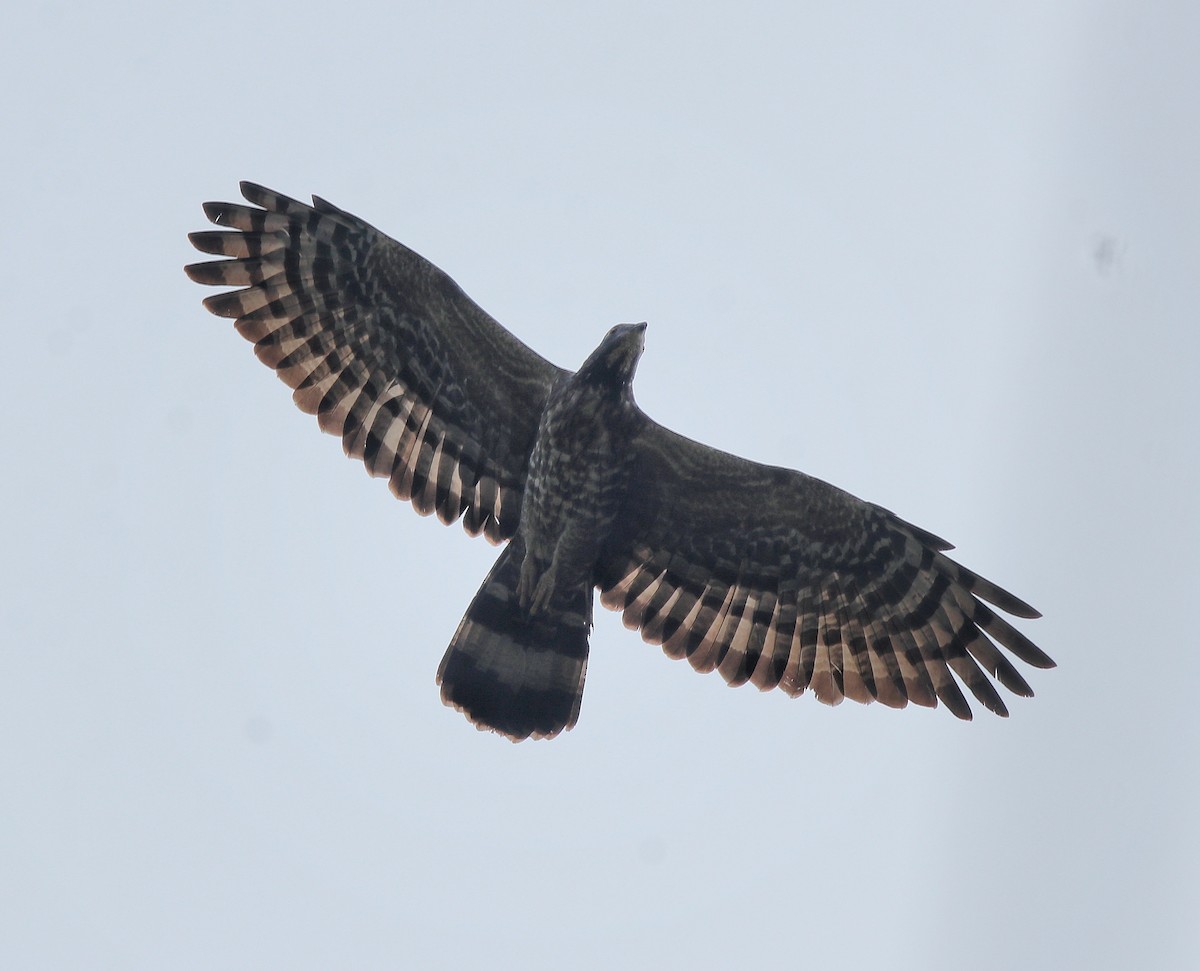 Oriental Honey-buzzard - ML613550676