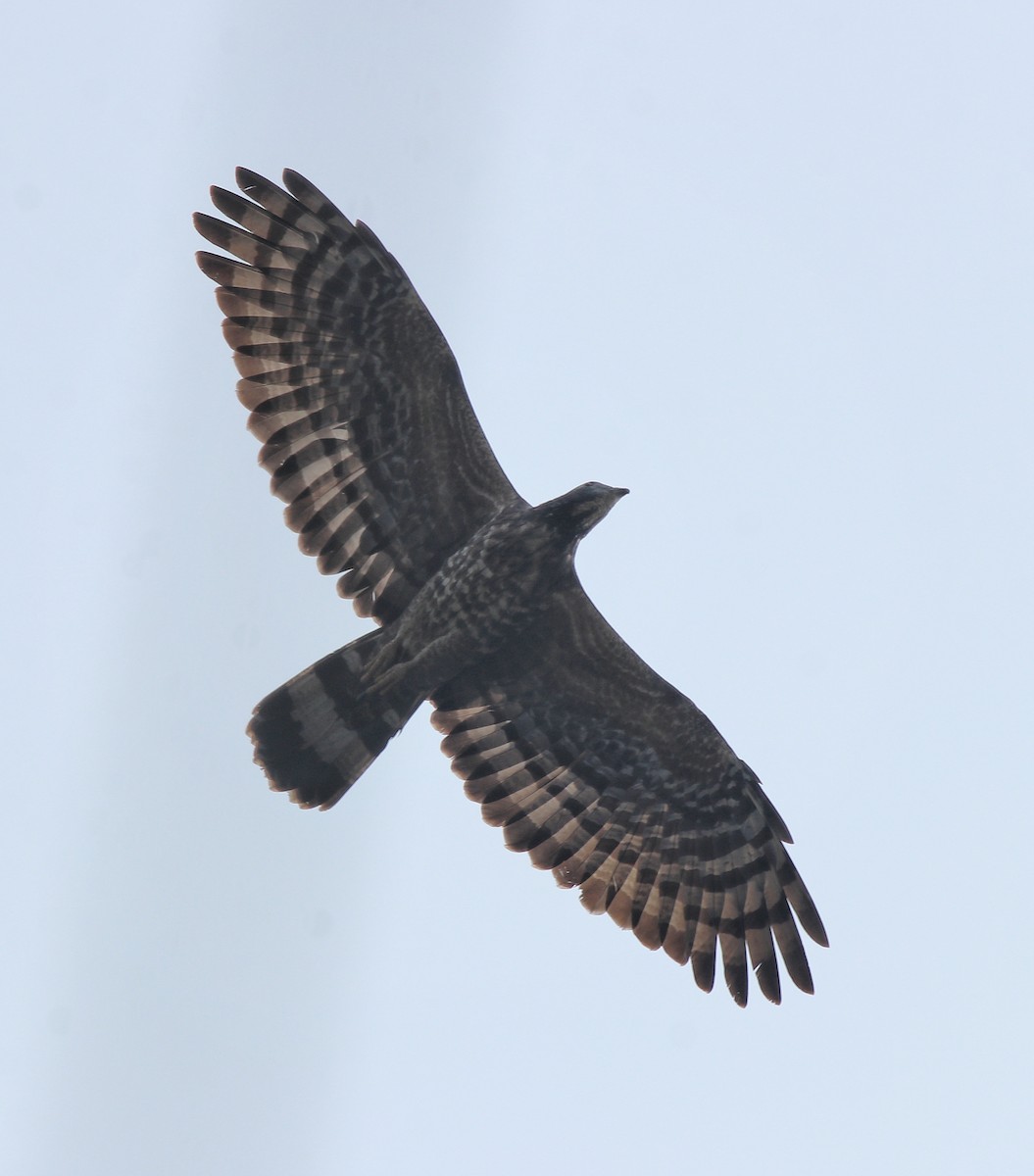 Oriental Honey-buzzard - ML613550677