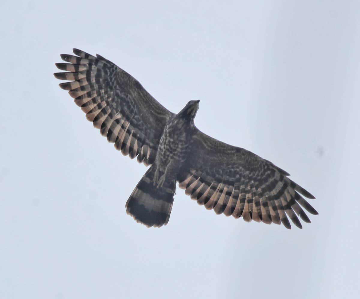 Oriental Honey-buzzard - ML613550678