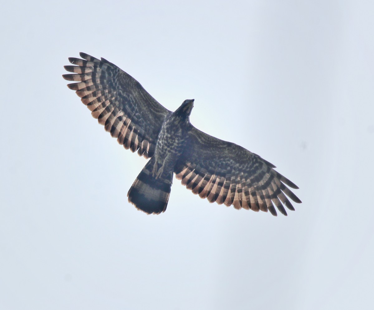 Oriental Honey-buzzard - ML613550679