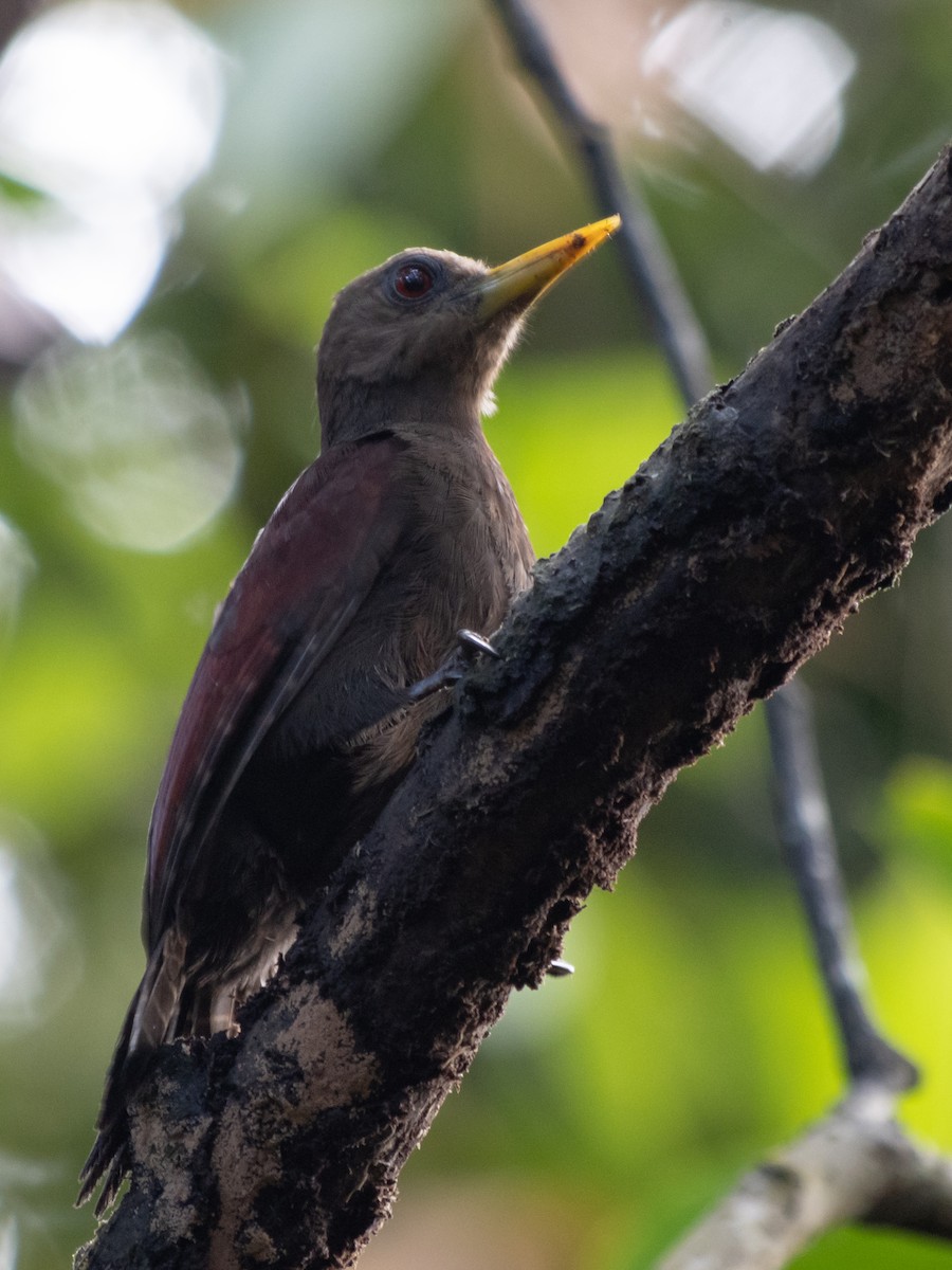 Maroon Woodpecker - Rene sun