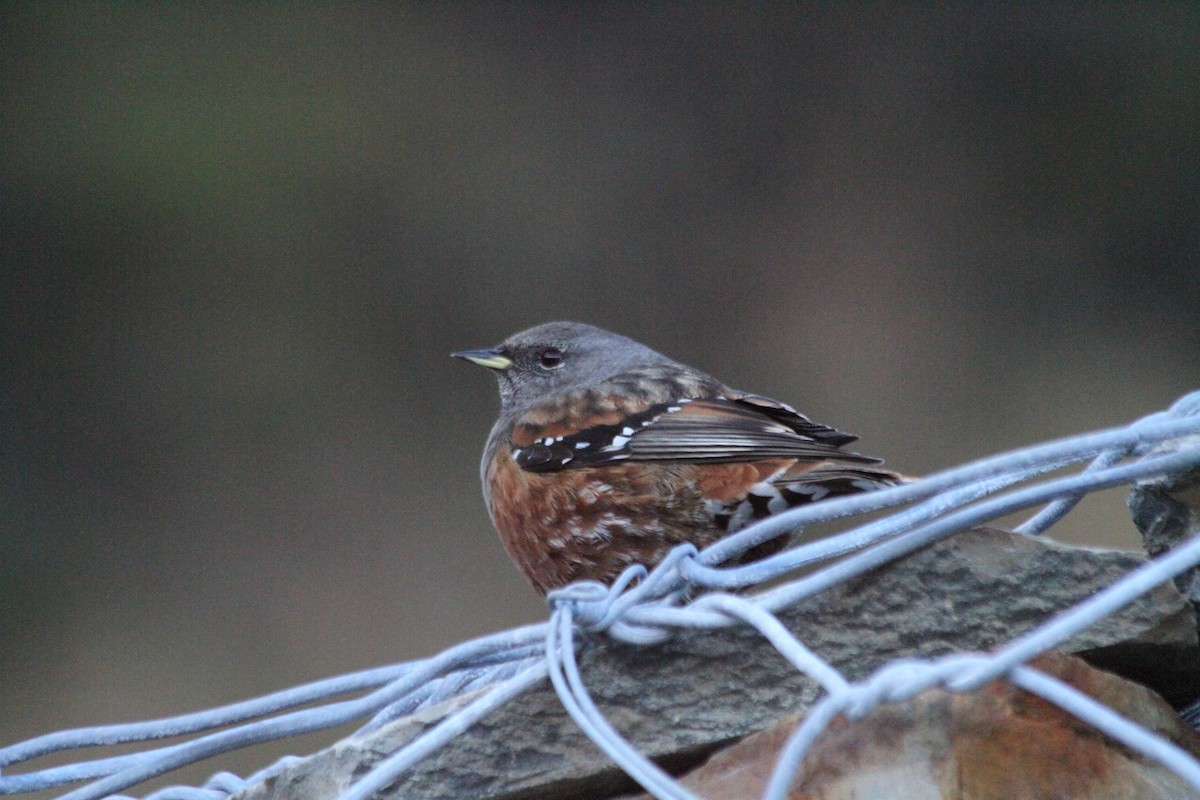 Alpine Accentor - Leo Chang