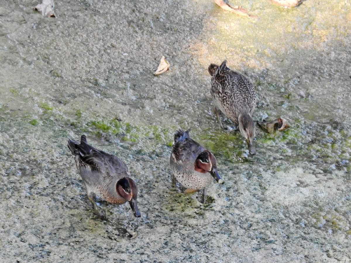 Green-winged Teal - ML613550725